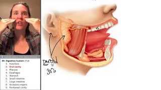 Digestive System 2- Oral cavity