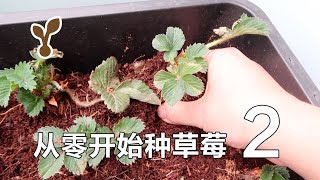 从零开始种草莓 2 检查生长情况和杀菌