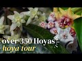 Hoya tour 2023: my collection of over 350 hoyas in one room | Episode 3