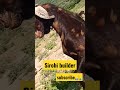 sirohi builder farming goat bittugoatfarmajmer