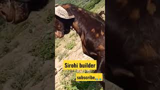 #sirohi #builder #farming #goat #bittugoatfarmajmer