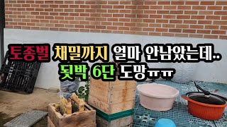 다음 달 채밀 앞두고 장수말벌 피해로 토종벌이 다 도망갔네요 이런 일도 생기네요ㅠ.ㅠ