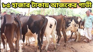 এ সাপ্তাহের হাটে ৮৫ হাজারে একাধিক গাভী দেখুন. পছন্দ করে সরাসরি ক্রয় করুন। কৃষি চিত্র টিভি