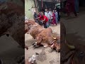 massive indo brazil bull grounding 2024 qurbani gorur haat shorts pets animals cow goru