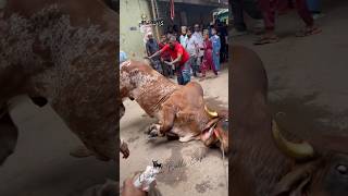 Massive Indo Brazil Bull Grounding || 2024 Qurbani Gorur Haat || #shorts #pets #animals #cow #goru