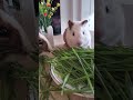 荷兰猪吃草 shorts guineapigs pets followformore  cuteanimals   throwback   calming  share