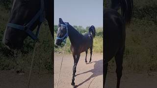 Marwari filly #horse #ytshorts