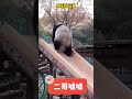 猜猜每天二哥起床做的第一件事是什么 #panda #pandafushun #animals #adorablepanda #cute #cutepanda #pandalife #funny