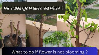 What to do if flower is not blooming l ବଡ଼ ଗଛରେ ଫୁଲ ନ ହେଲେ କଣ କରିବେ #gardening #flowers