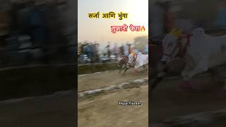 #भुंगा आणि  #सर्जा तुफानी फिरा #viralvideo #video #बैलगाडाlover