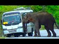 Wild Elephant Rampage: Bus Caught on Forest Road