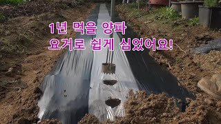 무공 비닐에 1년 먹을 양파 쉽게 심는 방법