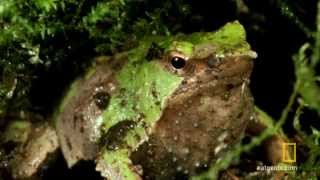 Darwin Frog Birth | National Geographic Wild UK