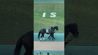 Horse　Racehorse　【Tokyo Racecourse】　東京競馬場　パドック