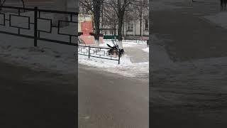 Зоошиза обрекла нас на  выживание как в дикой природе