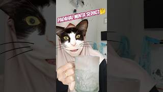 PADAHAL MINTA SEDIKIT🤔 #comedy #catlover #funnycats #shortvideo #cats #feedshorts