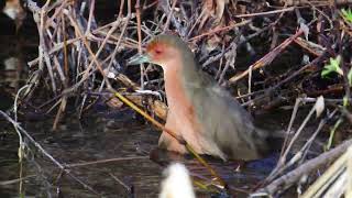 ヒクイナ　野鳥　Ruddy crake　wildbirds