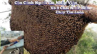 #899. Bắt 2 Tổ Ong Mật KHỦNG LONG Khu Vườn Mất Trộm 2 Lần. Caught 2 Giant Beehives Stolen Garden