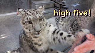 ユキヒョウ赤ちゃんヒメル  ユキヒョウの子供と遊ぶカメラマン。一人目 Photographer playing with snow leopard cub. The first one.2024.2月