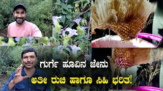 ವಾಹ್!! ಅಪರೂಪದಲ್ಲೇ ಅಪರೂಪ ಗುರ್ಗೆಕಟ್ಟೆ ಜೇನು! Unique Flower, Unique Honey | Honey Harvesting Full Video