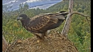 20230911(RU)白尾海鵰🦅年輕的來訪者 - White-tailed eagles Chulman \u0026 Kama in Lower Kama National Park