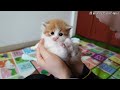 小奶猫还有脾气了？就亲你怎么了？还不服气了？【谭鱼头和他的奶猫们 】