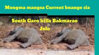 Mongma Current nange sia/South Garo hills Bakmarao)