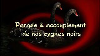 Parade et accouplement de nos cygnes noirs