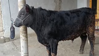 ЯНГИ ПАРТИЯ 🐂АНГУС МОЛЛАР КЕЛДИ ☎️+998933379814  ANGUS MOLLAR KELDI