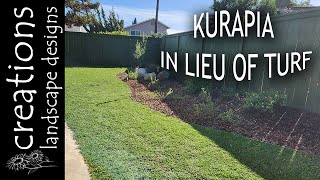 Kurapia In Lieu Of Turf