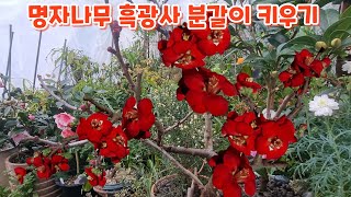 #명자나무{흑광사} #분갈이 #흙배합  처음처럼야생화