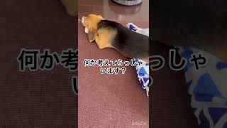 ※後ろ足に要注目ですビーグル犬ケンシロウ #子犬のいる生活 #ビーグル犬 #ケンシロウ #癒し