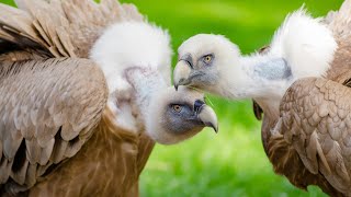 vultures,vulture,vultures ||#birds #bird #birdslover