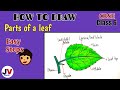 Parts of a leaf diagram|how to draw a leaf and label its parts|parts of leaf diagram for class 6