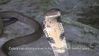 Philippine Cobra: Deadly Beauty of the Archipelago!