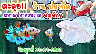 คนเลี้ยง​สัตว์​ EP.193 ตะลุย!! ร้าน​ ปลากัด​สวยงาม​ ตลาดปลาจตุจักร​ #ปลากัด #fish #bettafish​