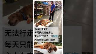 癌症爱犬的奇迹，与主人用板车散步的金毛。