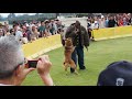 k9 military dog demonstration 軍用犬展示 横田基地フレンドシップデー2019 yokota ab 2019 9 15