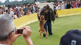 K9 military dog demonstration 軍用犬展示 横田基地フレンドシップデー2019 YOKOTA AB 2019 9/15