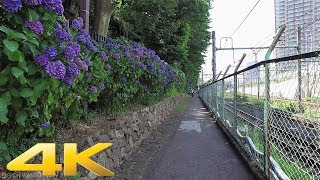 Walking through Asukayama hydrangea road, Tokyo - Long Take【東京・飛鳥山公園/紫陽花】 4K