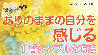 花心伝心Vol.81　春の花　ミモザからのメッセージ　ありのままの自分を感じる1番シンプルな方法