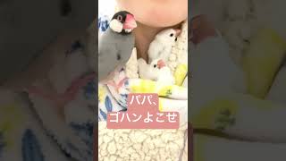 【育雛】パパ文鳥・優風くんは子育てでお疲れ（ヒナ様は元気✨）#birds #babybird #lovebirds