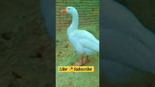 Beautiful Duck 😍🦆. #shorts #youtubeshorts #duck #viral