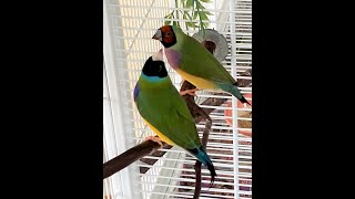 Gouldian babies in the aviary