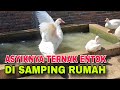 ASYIKNYA TERNAK ENTOK DI SAMPING RUMAH MENGUNTUNGKAN