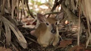 National Key Deer Refuge | Art Loft