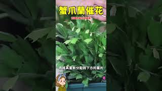 蟹爪蘭養護#多肉植物 #多肉 #花花世界