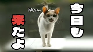 【１０.野良三毛猫が家族になるまで】餌やりさんの衝撃発言でドン引きしてもいつものミーちゃんに癒されました。