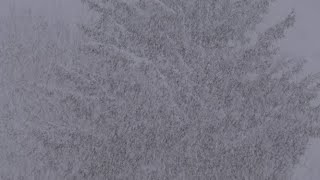 16.03.2021 Starker Schneefall heute Morgen, Mittersill/ Feldstein 840m