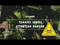 ☠️ Tomates vertes ATTENTION DANGER